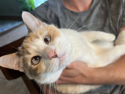 Platzhalter-Foto (Katze) für „Spezialfüßchen“ – in Leadpages ersetzen