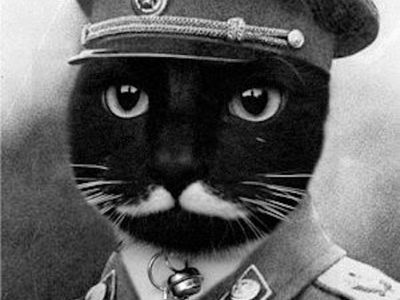 Platzhalter-Foto (Katze) für „Kreativ werden“ – in Leadpages ersetzen