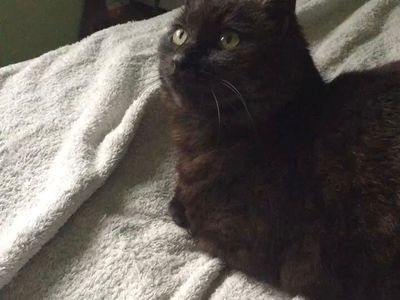 Platzhalter-Foto (Katze) für die Coverstitch baby lock Euphoria – in Leadpages durch ein echtes Maschinenfoto ersetzen