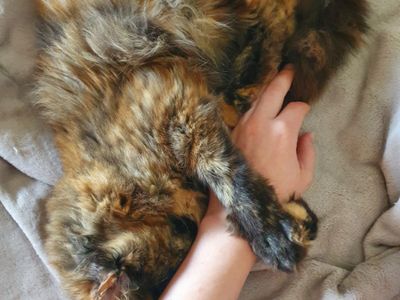 Platzhalter-Foto (Katze) für die Coverstitch Janome Cover Pro 3000 – in Leadpages durch ein echtes Maschinenfoto ersetzen