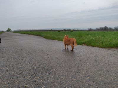 Platzhalter-Foto (Katze) für die Coverstitch Brother CV 3550 – in Leadpages durch ein echtes Maschinenfoto ersetzen