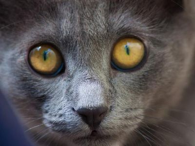 Platzhalter-Foto (Katze) für die Coverstitch bernette Funlock B42 – in Leadpages durch ein echtes Maschinenfoto ersetzen