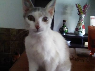 Platzhalter-Foto (Katze) für „Grundlagen“ – in Leadpages ersetzen