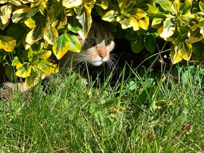 Platzhalter-Foto (Katze) für „Richtig einfädeln“ – in Leadpages ersetzen