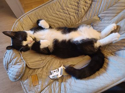 Platzhalter-Foto (Katze) für „Erste Einstellungen“ – in Leadpages ersetzen