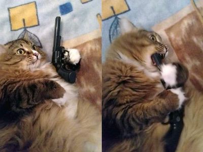Platzhalter-Foto (Katze) für „Kett- & Coverlocknaht“ – in Leadpages ersetzen