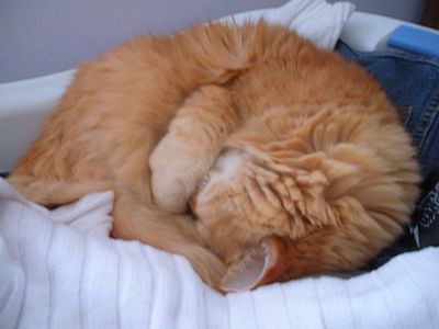 Platzhalter-Foto (Katze) für „Saubere Abschlüsse“ – in Leadpages ersetzen