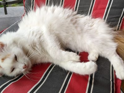 Platzhalter-Foto (Katze) für „Problembehandlung“ – in Leadpages ersetzen