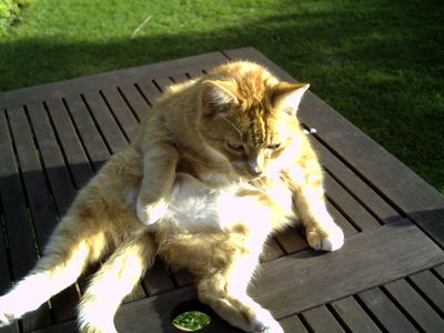Platzhalter-Foto (Katze) für die Coverstitch baby lock Euphoria – in Leadpages durch ein echtes Maschinenfoto ersetzen