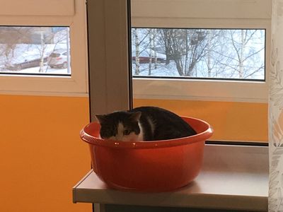 Platzhalter-Foto (Katze) für die Coverstitch Janome Cover Pro 3000 – in Leadpages durch ein echtes Maschinenfoto ersetzen