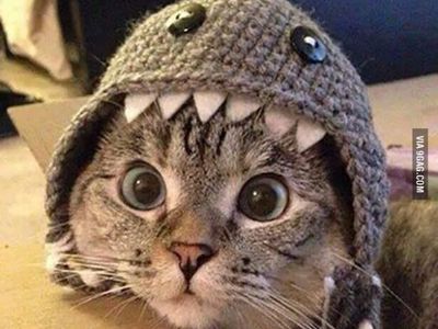 Platzhalter-Foto (Katze) für die Coverstitch Brother CV 3550 – in Leadpages durch ein echtes Maschinenfoto ersetzen
