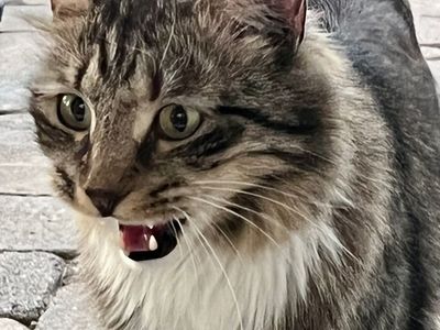 Platzhalter-Foto (Katze) für „Oberteil ohne Abnäher“ – in Leadpages durch ein echtes Foto ersetzen