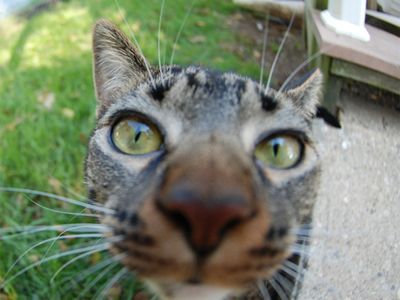 Platzhalter-Foto (Katze) für „Oberteil mit Abnäher“ – in Leadpages durch ein echtes Foto ersetzen