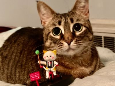 Platzhalter-Foto (Katze) für „Angeschnittene Ärmel“ – in Leadpages durch ein echtes Foto ersetzen
