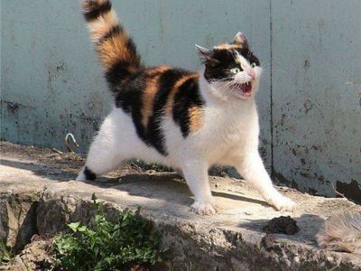 Platzhalter-Foto (Katze) für „Oversized Oberteile“ – in Leadpages durch ein echtes Foto ersetzen