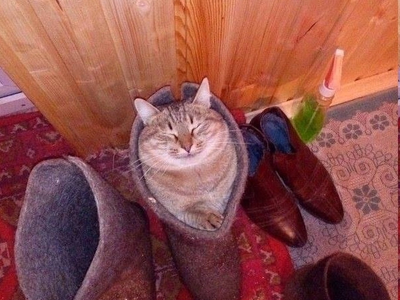 Platzhalter-Foto (Katze) für „Teilungsnähte“ – in Leadpages durch ein echtes Foto ersetzen