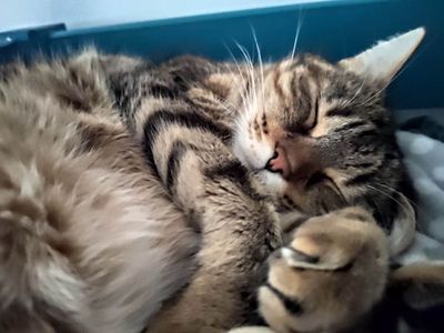 Platzhalter-Foto (Katze) für „Klassisches T-Shirt“ – in Leadpages durch ein echtes Foto ersetzen