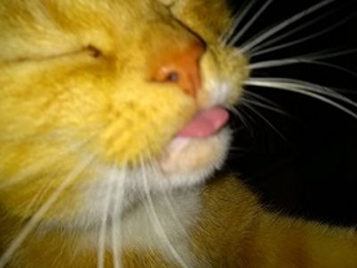 Platzhalter-Foto (Katze) für „Angeschnittene Ärmel“ – in Leadpages durch ein echtes Foto ersetzen