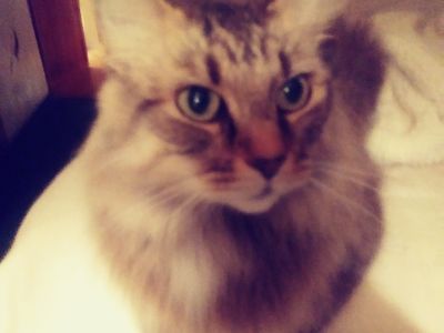 Platzhalter-Foto (Katze) für „Raglanshirt“ – in Leadpages durch ein echtes Foto ersetzen