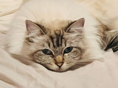Platzhalter-Foto (Katze) für „Tanktop (neue Version)“ – in Leadpages durch ein echtes Foto ersetzen