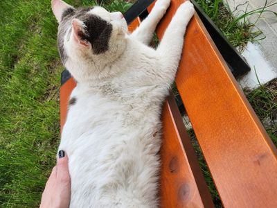 Platzhalter-Foto (Katze) für „Bänder für Kanten & Säume“ – in Leadpages durch ein echtes Foto ersetzen