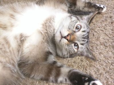 Platzhalter-Foto (Katze) für „Einlagen für Taschen“ – in Leadpages durch ein echtes Foto ersetzen
