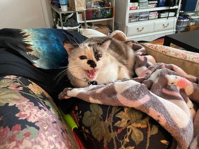 Platzhalter-Foto (Katze) für „Sichtbarer Reißverschluss“ – in Leadpages durch ein echtes Foto ersetzen