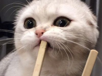 Platzhalter-Foto (Katze) für „Nahtverdeckt“ – in Leadpages durch ein echtes Foto ersetzen