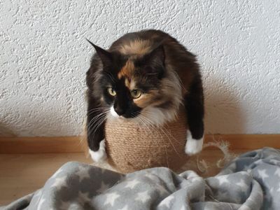 Platzhalter-Foto (Katze) für „Im offenen Schlitz“ – in Leadpages durch ein echtes Foto ersetzen
