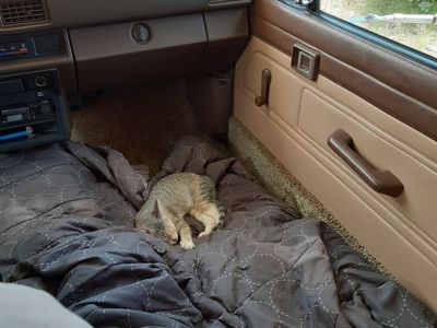 Platzhalter-Foto (Katze) für „Hosenreißverschluss“ – in Leadpages durch ein echtes Foto ersetzen