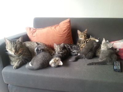 Platzhalter-Foto (Katze) für „Jackenreißverschluss“ – in Leadpages durch ein echtes Foto ersetzen