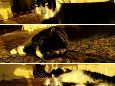 Platzhalter-Foto (Katze) für „Taschen & Kosmetiktaschen“ – in Leadpages durch ein echtes Foto ersetzen