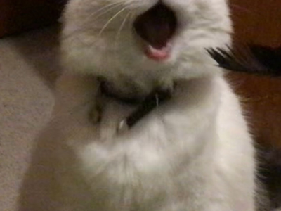 赛博猫咪