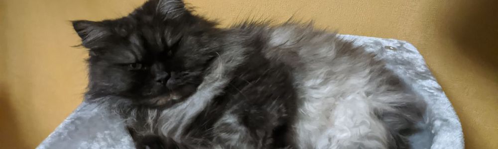 Look at these adorable creatures!