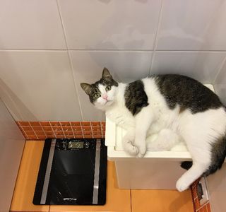 Котик