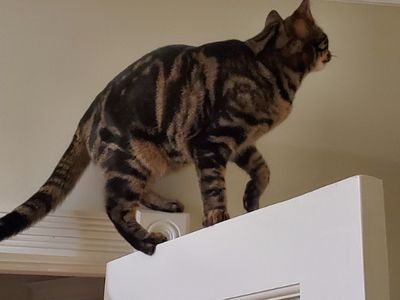 Милый котик