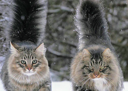 강아지상과 고양이상 결과를 비교하는 블로그 썸네일