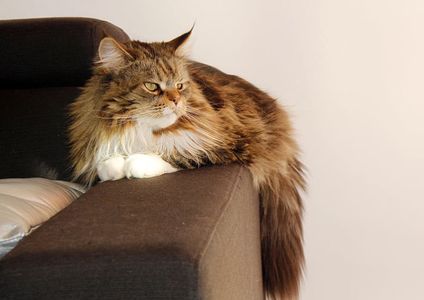 야외 얼굴 사진 분석 팁을 설명하는 블로그 썸네일