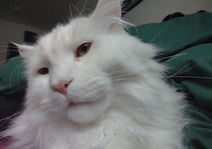 모바일에서 결과를 보는 방법을 설명하는 블로그 썸네일