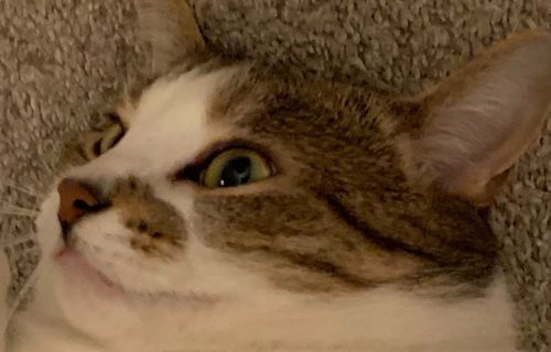 A cat, because this page needs one