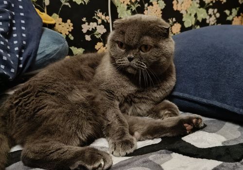 A random cat
