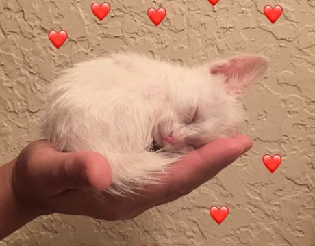 Vet Care