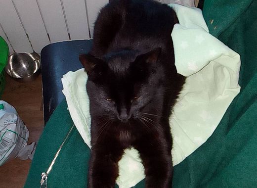 Reading a shelter listing like a vet would