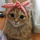 Random Cat
