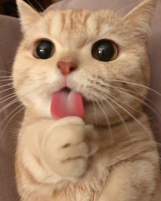 Platzhalter (Katze) für Teilnehmer-Feedback zur Brustanpassung, Screenshot 5 – in Leadpages ersetzen