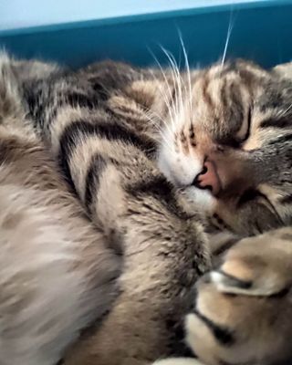 Platzhalter (Katze) für Teilnehmer-Feedback zur Brustanpassung, Screenshot 7 – in Leadpages ersetzen