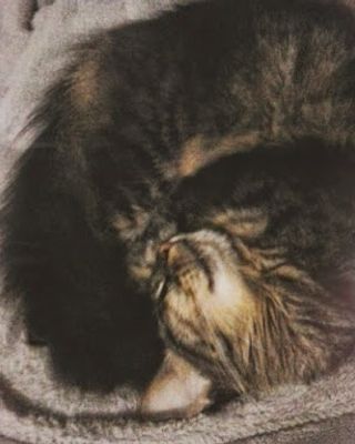 Platzhalter (Katze) für Teilnehmer-Feedback zur Brustanpassung, Screenshot 8 – in Leadpages ersetzen