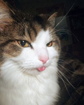Platzhalter (Katze) für Teilnehmer-Feedback zum T-Shirt-Kurs, Screenshot 1 – in Leadpages ersetzen