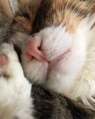 Platzhalter (Katze) für Teilnehmer-Feedback zum T-Shirt-Kurs, Screenshot 5 – in Leadpages ersetzen