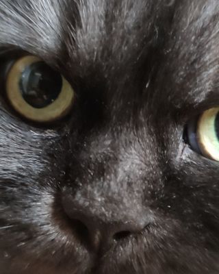 Platzhalter (Katze) für Teilnehmer-Feedback zum T-Shirt-Kurs, Screenshot 6 – in Leadpages ersetzen